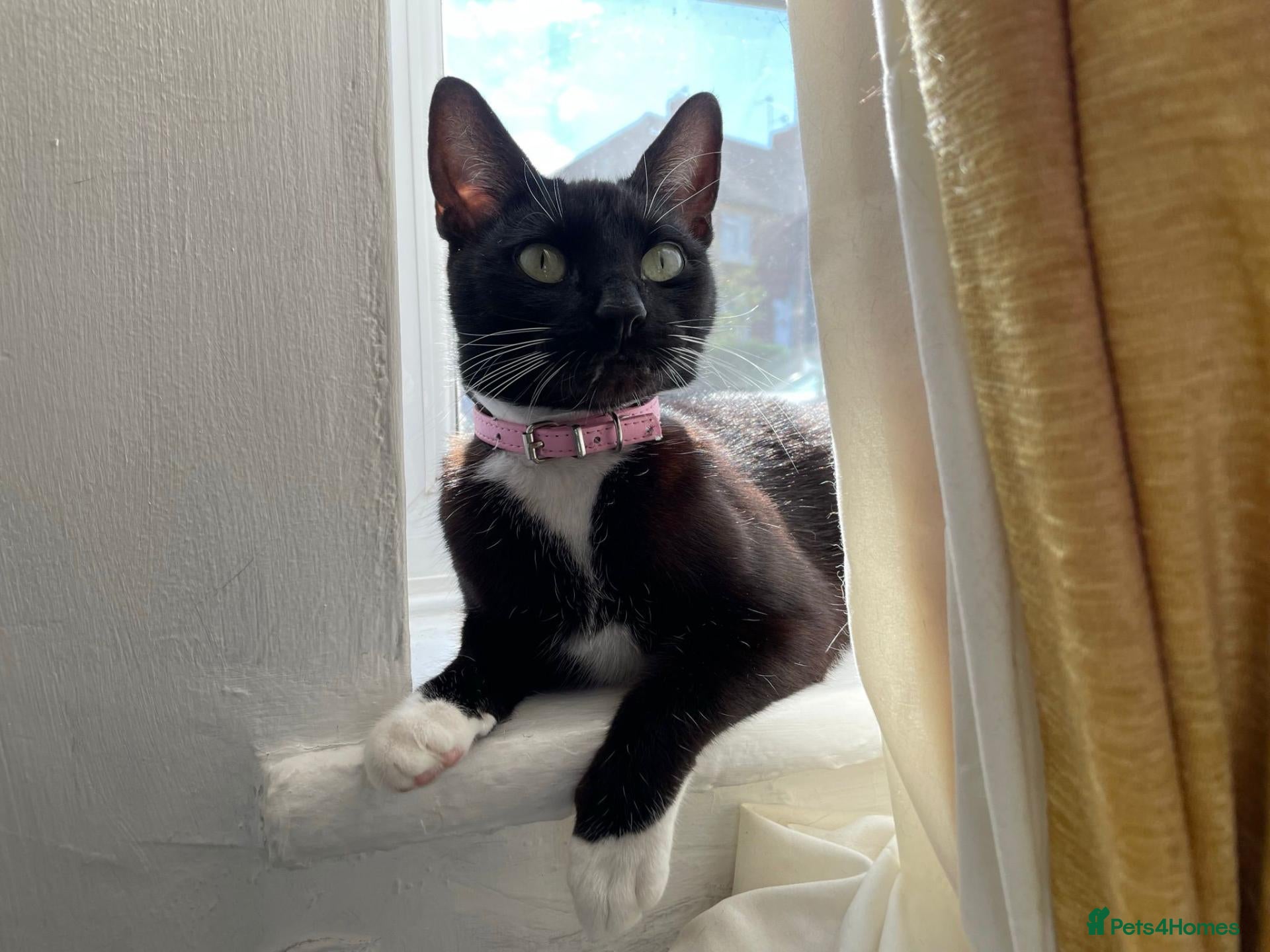 British Shorthair cats Dyson, a lovely cat for sale to a good home - Advert 9