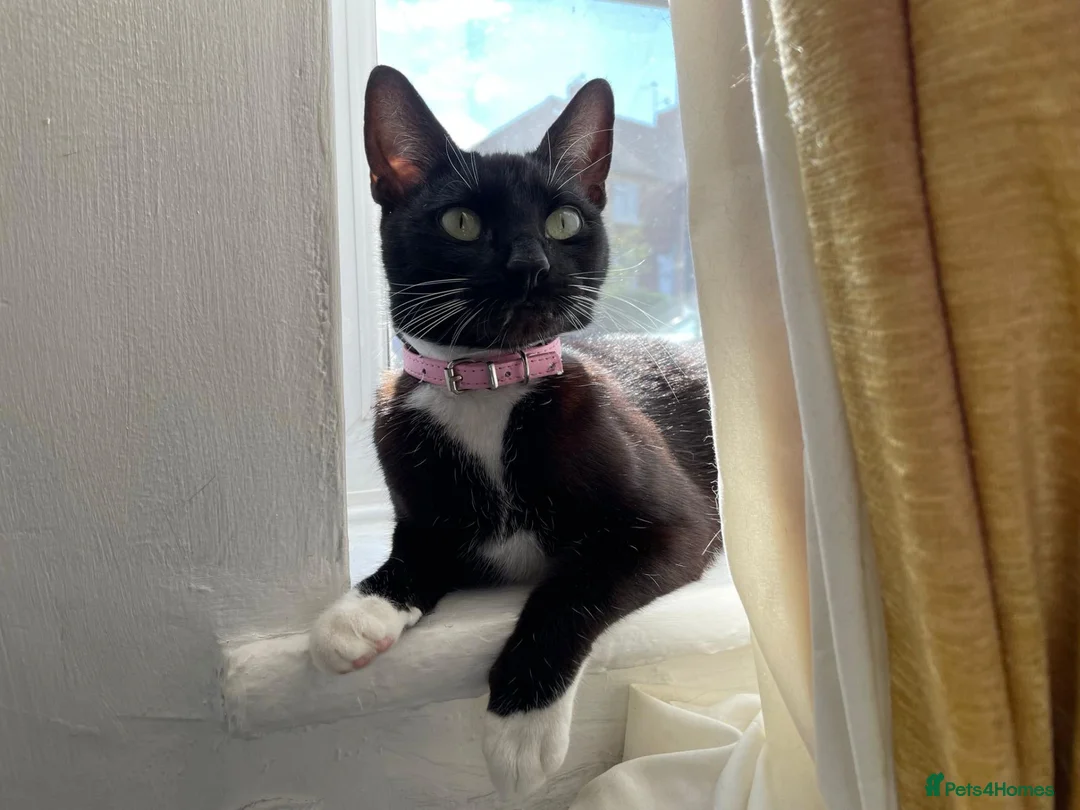 British Shorthair cats for sale: Dyson, a lovely cat for sale to a good home in Cramlington - Advert 1