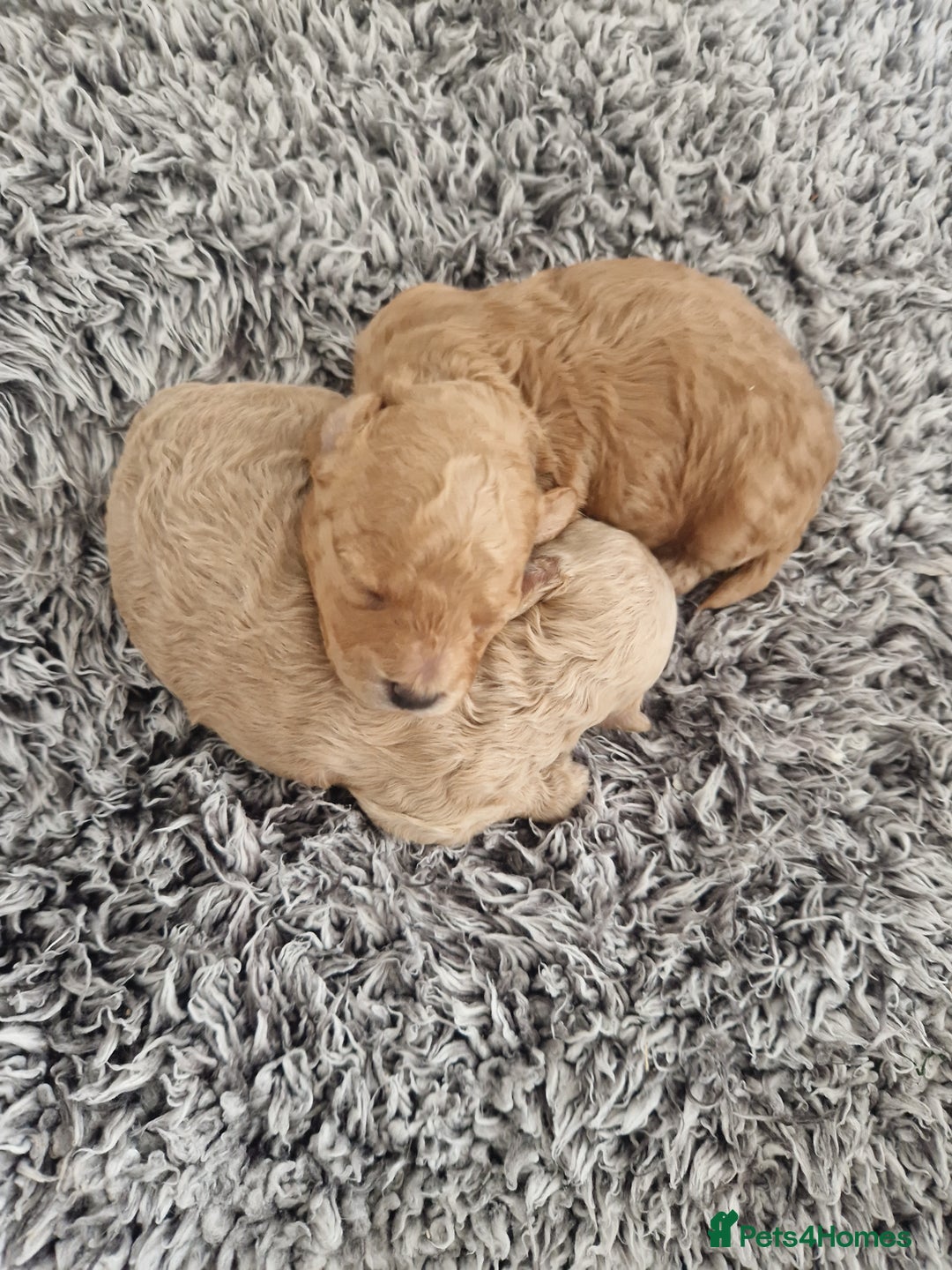 Maltipoo dogs for sale: Beautiful F1B Toy Maltipoos  - Advert 10