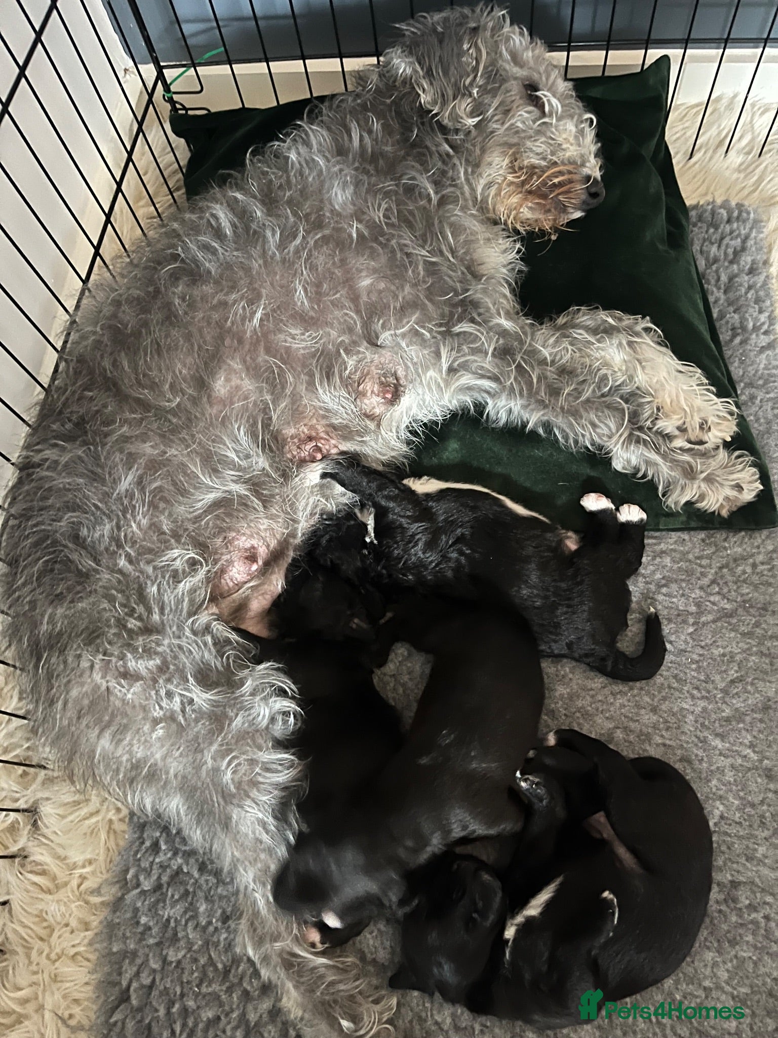 Mixed Breed dogs Gorgeous F1BB Bedlington Whippet Puppies - Advert 2