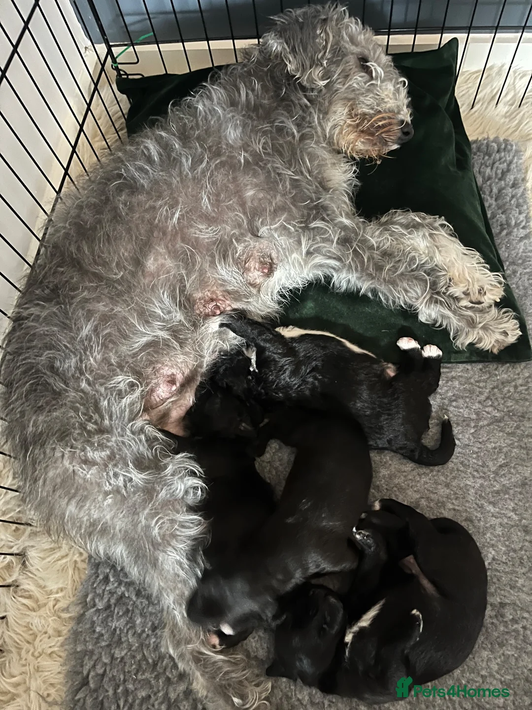 Mixed Breed dogs for sale: Gorgeous F1BB Bedlington Whippet Puppies - Advert 2