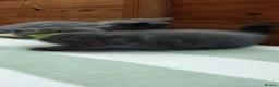 British Shorthair cats for sale: British shorthair kittens  - Advert 5