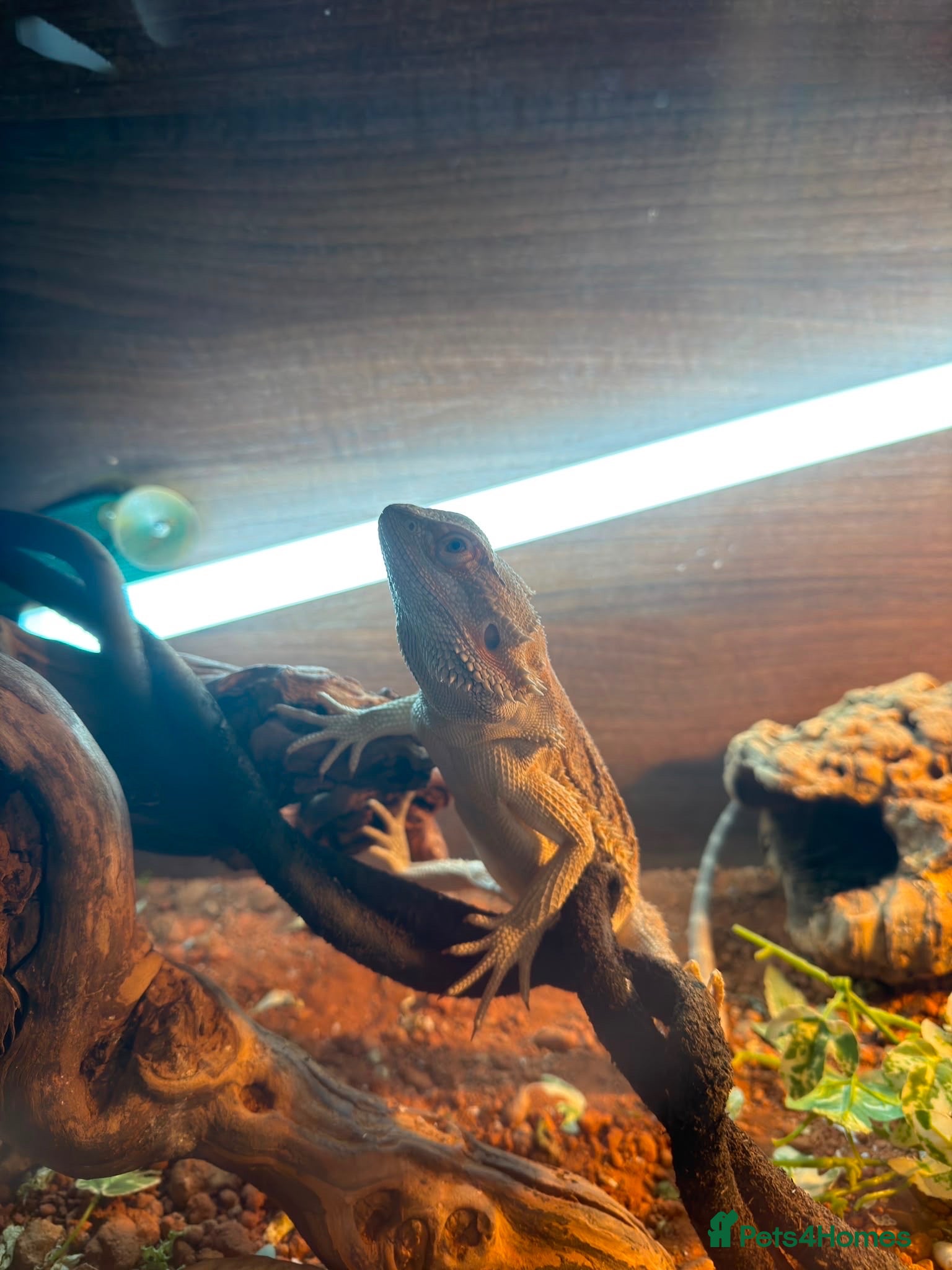 Bearded Dragon reptiles Bearded Dragon + Full Vivarium Setup - Advert 4