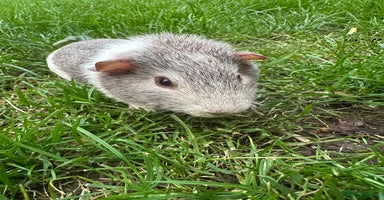 Guinea Pig rodents - Advert 3