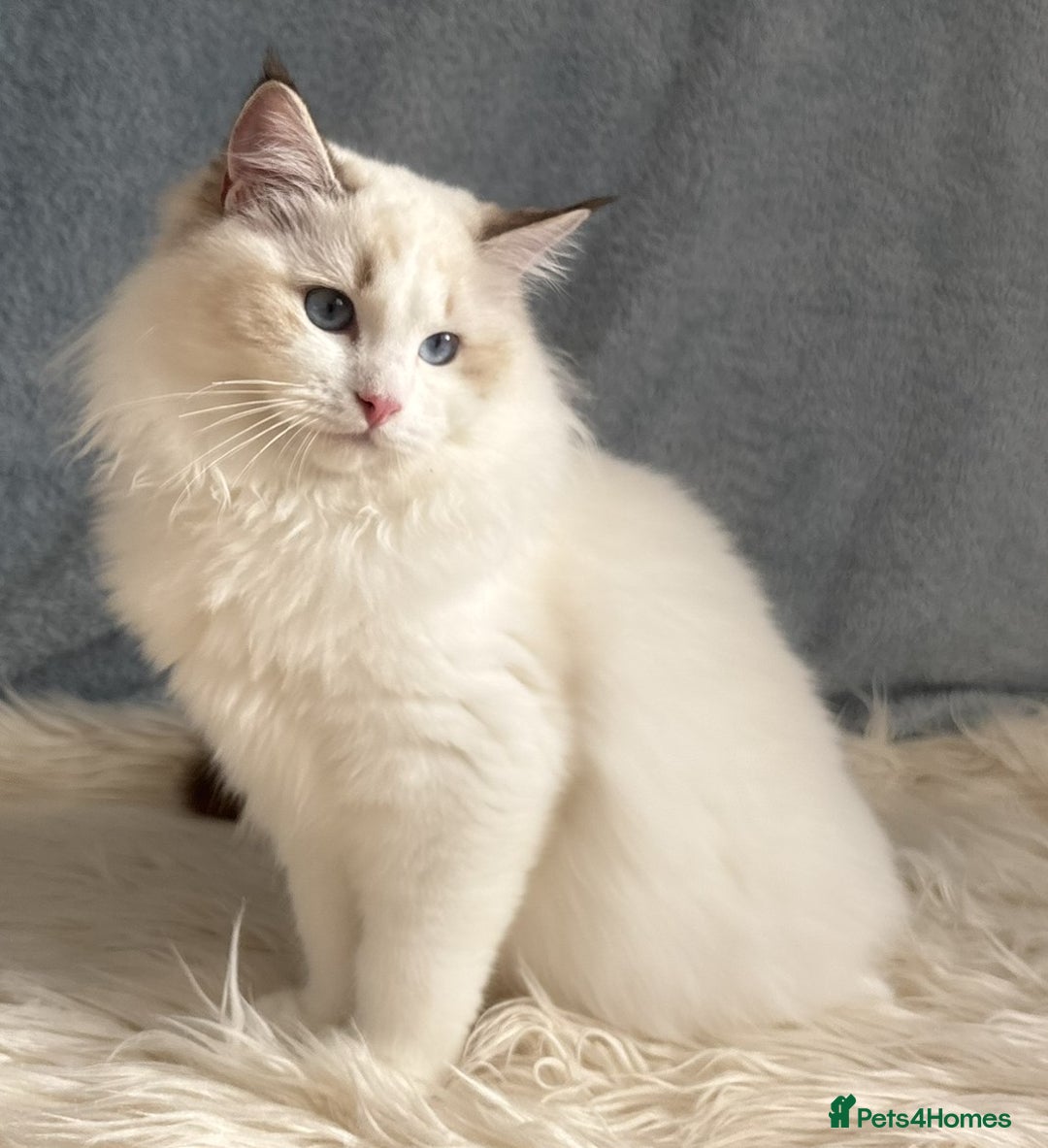 Ragdoll cats for sale: Playful Pedigree Ragdoll Kittens Available - Advert 21