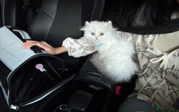 Munchkin cats for sale: Persian short legged munchkin  - Image 2