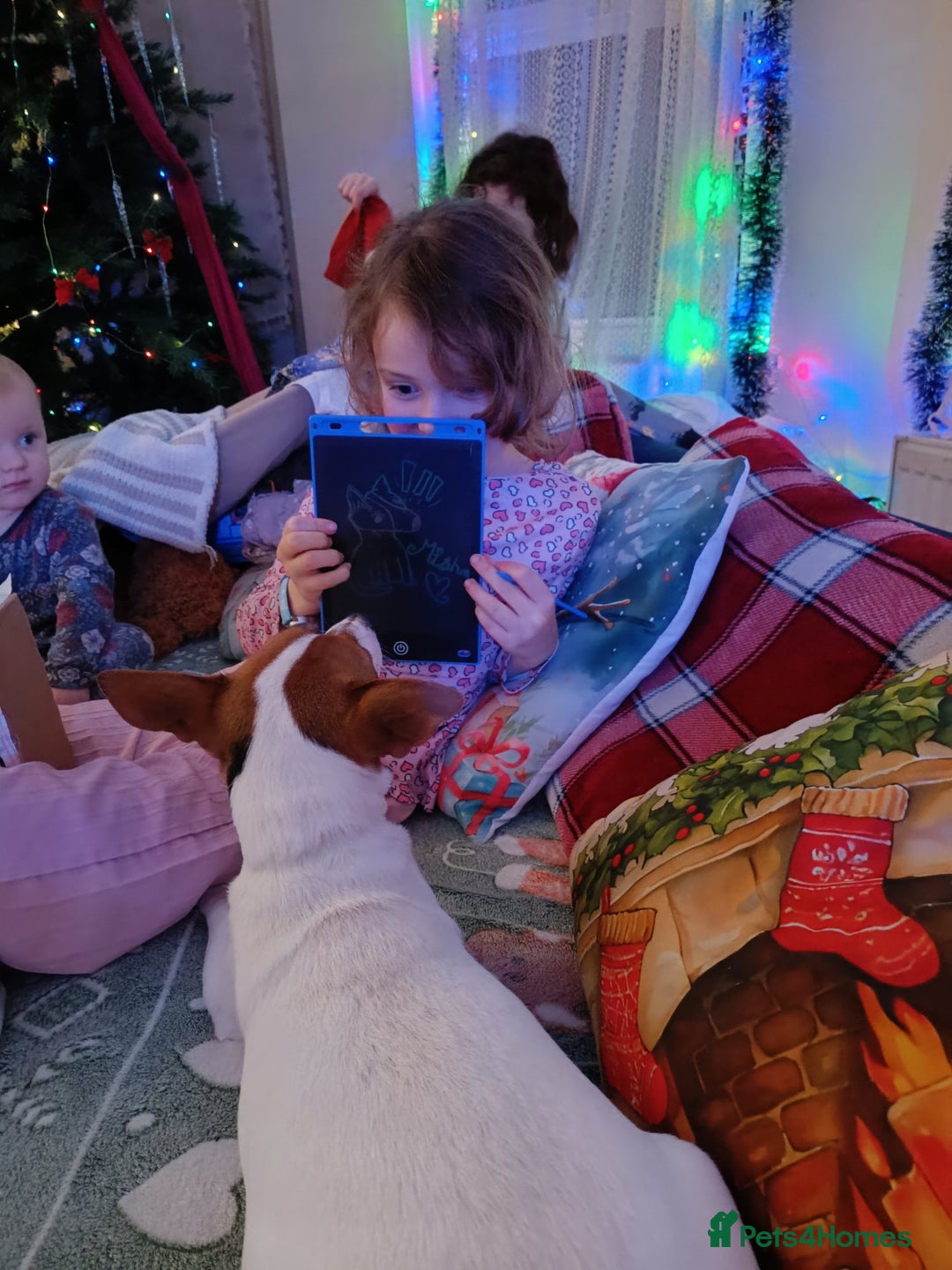 Jack Russell dogs for sale: 🤎🐶 Adorable Jack Russell Terrier Puppies✨ - Advert 33