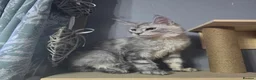 Maine Coon cats for sale: MaineCoon Boy  - Advert 1