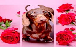 Miniature Dachshund dogs for stud: Champion line show Quality Kc 👌🏻 Small boy 🐶 in Accrington - Image 1