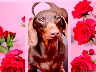 Miniature Dachshund dogs Champion line show Quality Kc 👌🏻 Small boy 🐶 in Accrington - Advert 17