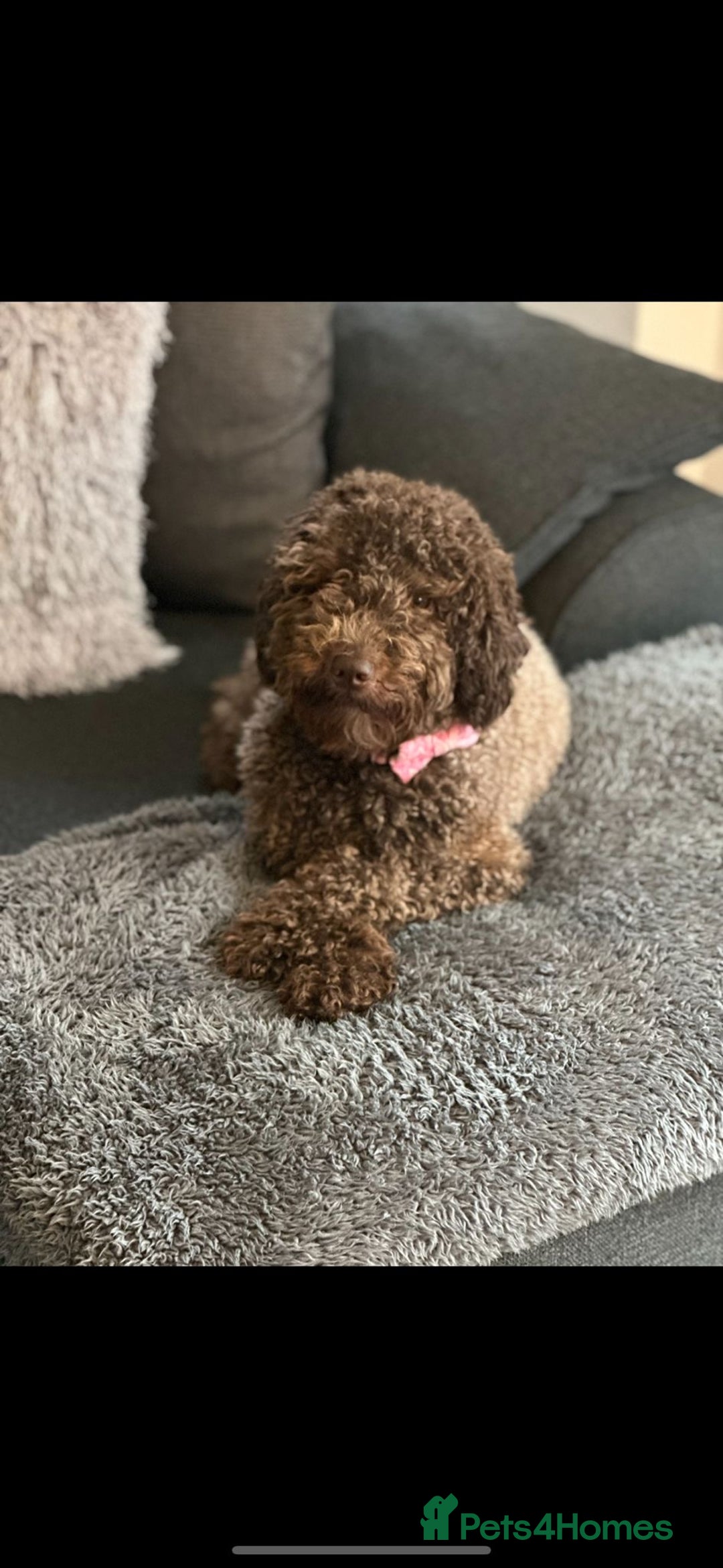 Miniature Poodle dogs for sale: Gorgeous pure bred miniature poodles - Advert 1