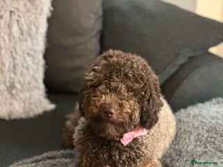 Miniature Poodle dogs Gorgeous pure bred miniature poodles - Advert 1