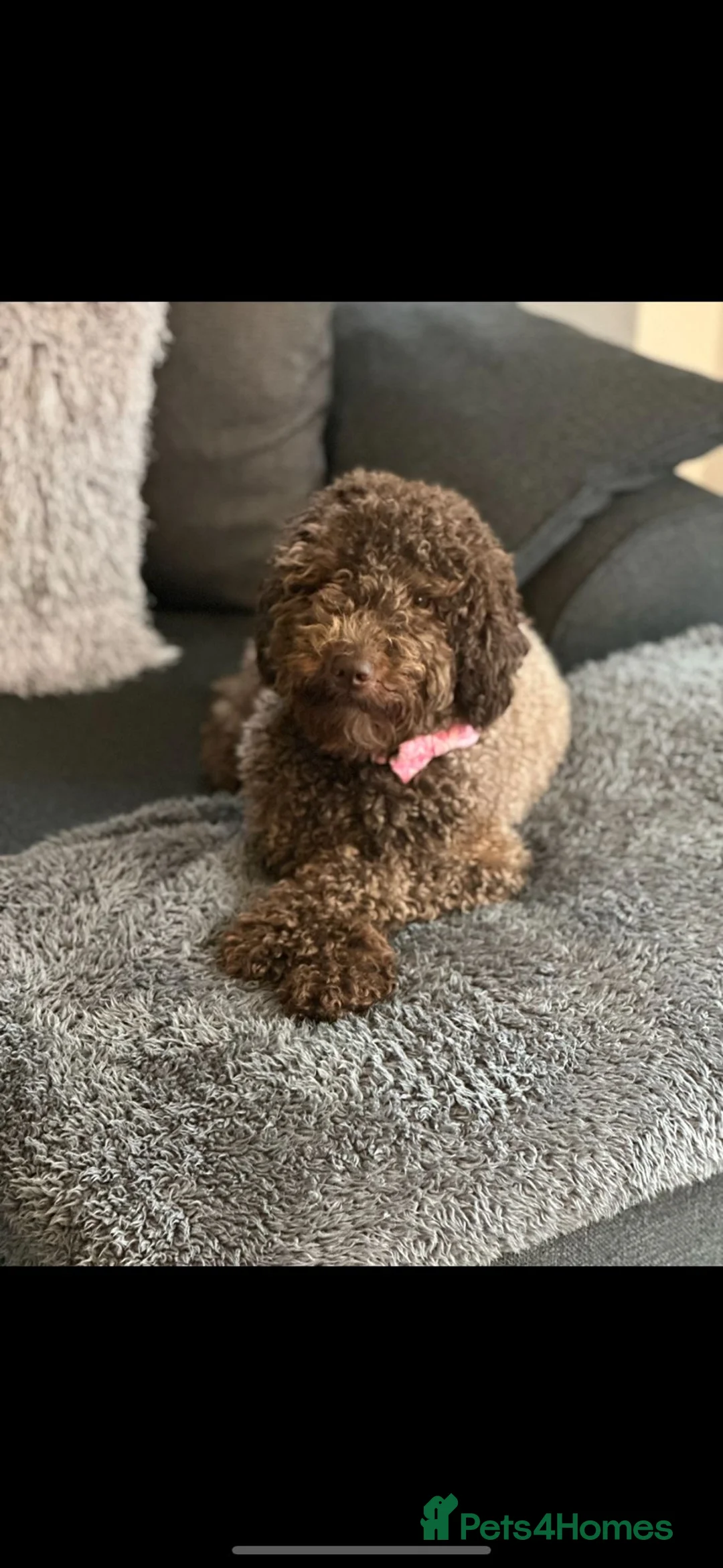Miniature Poodle dogs for sale: Gorgeous pure bred miniature poodles - Advert 3