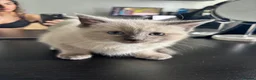 Ragdoll cats for sale: Ragdoll x mink tonkinese kittens  - Advert 8