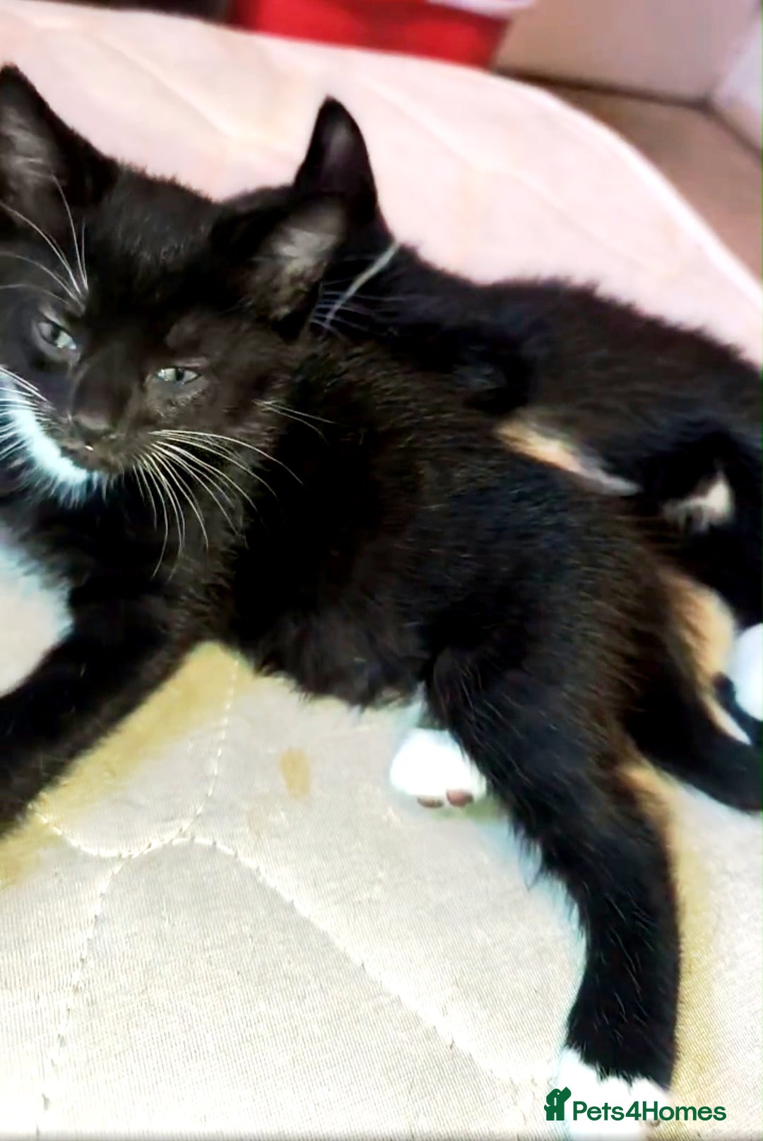 Mixed Breed cats for sale: Four female kittens ready for a new home   in Aylesbury - Advert 5