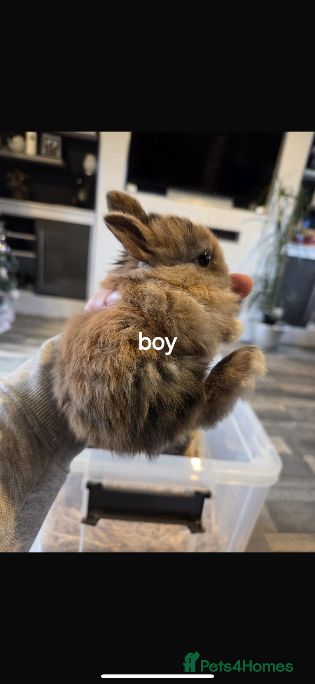 Mixed Breed rabbits for sale: 7 beautiful baby bunnies for sale  - Advert 13