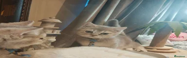 British Shorthair 1