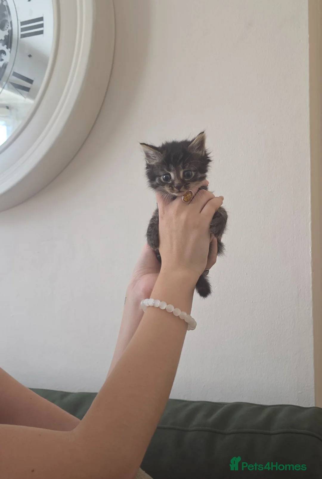 Mixed Breed cats for sale: British Shorthair Cross Kittens - Advert 11