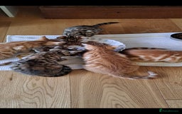 Bengal cats for stud: Proven Snow Bengal for studd in Southampton - Image 25