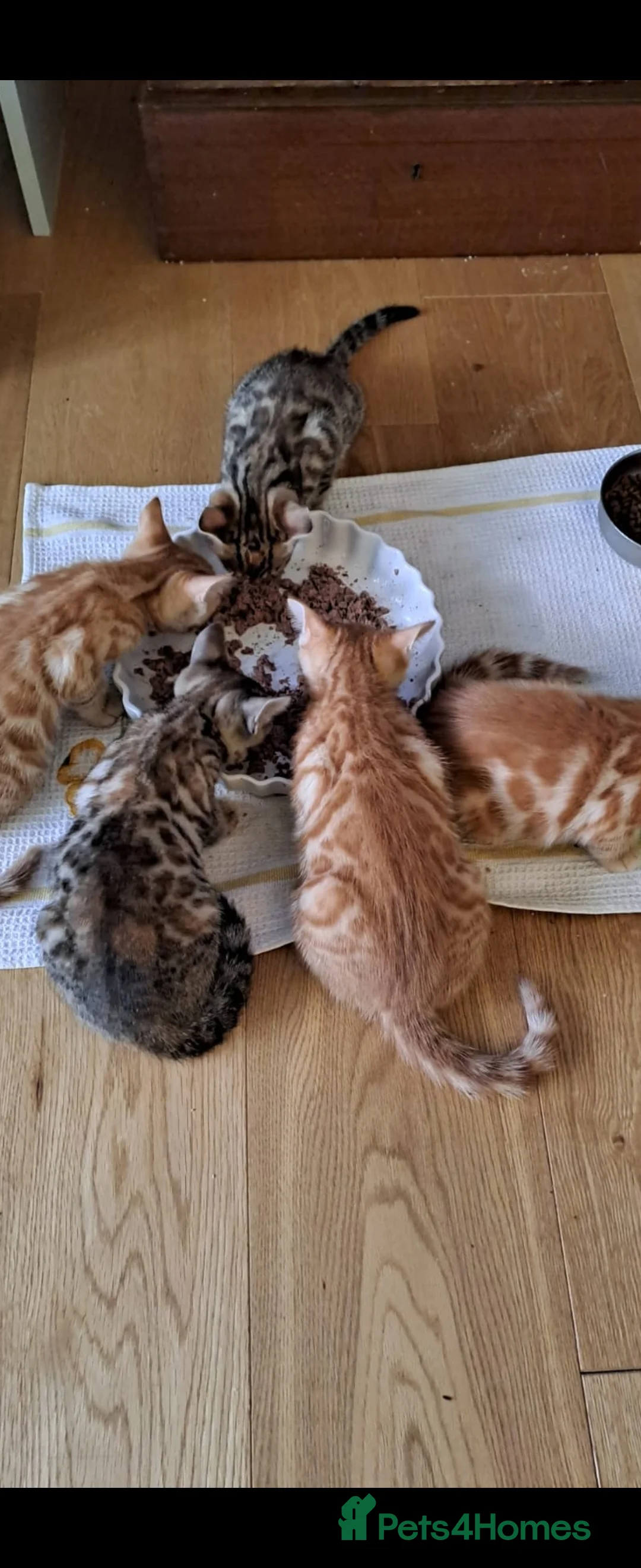 Bengal cats for stud: Proven Snow Bengal for studd in Southampton - Advert 24