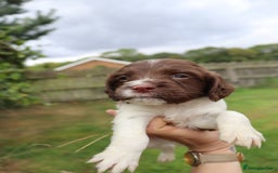 English Springer Spaniel dogs for sale: 2 Lovely Male Springer Spaniels - Image 24