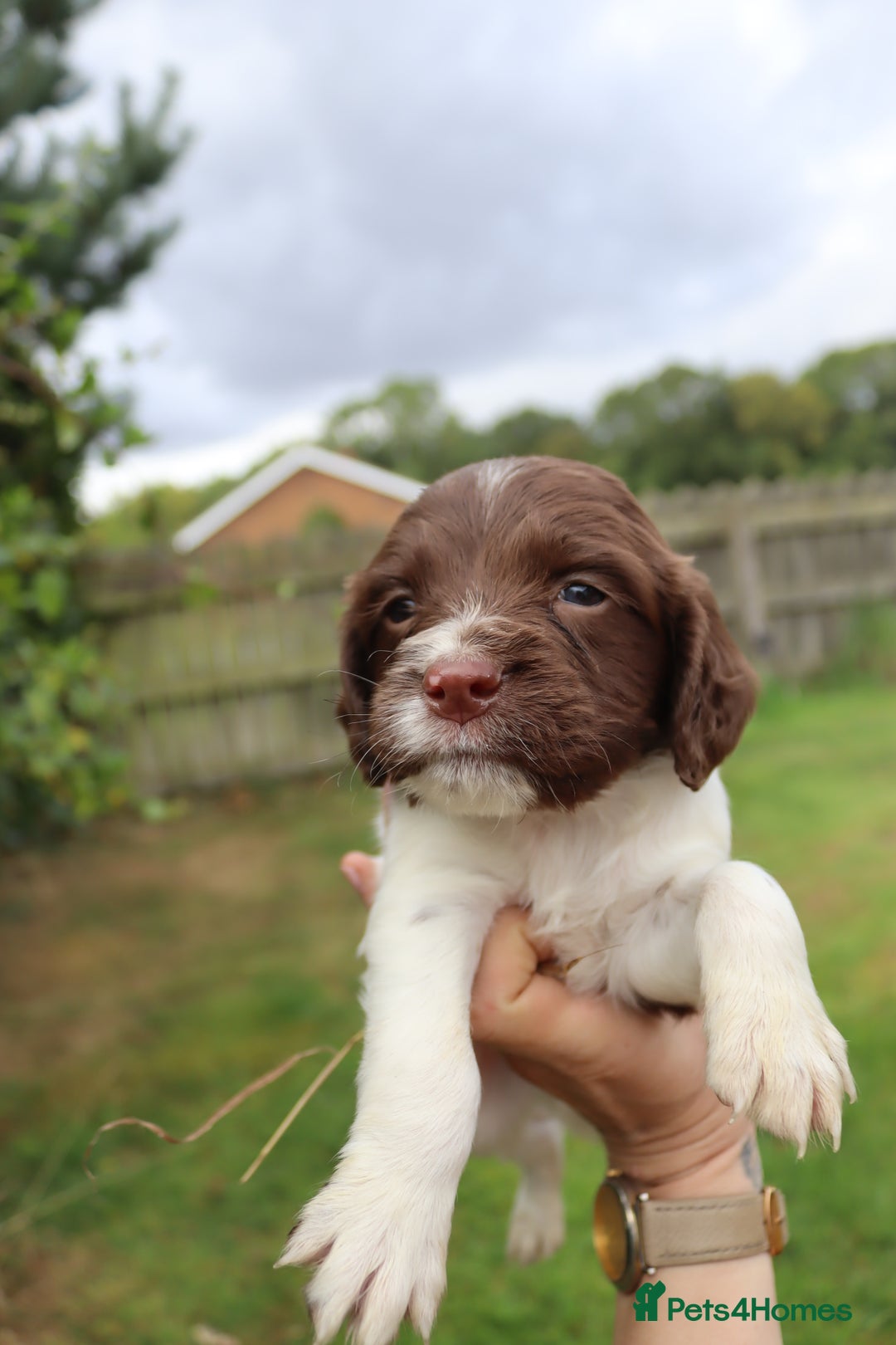 English Springer Spaniel dogs for sale: 2 Lovely Male Springer Spaniels - Image 24
