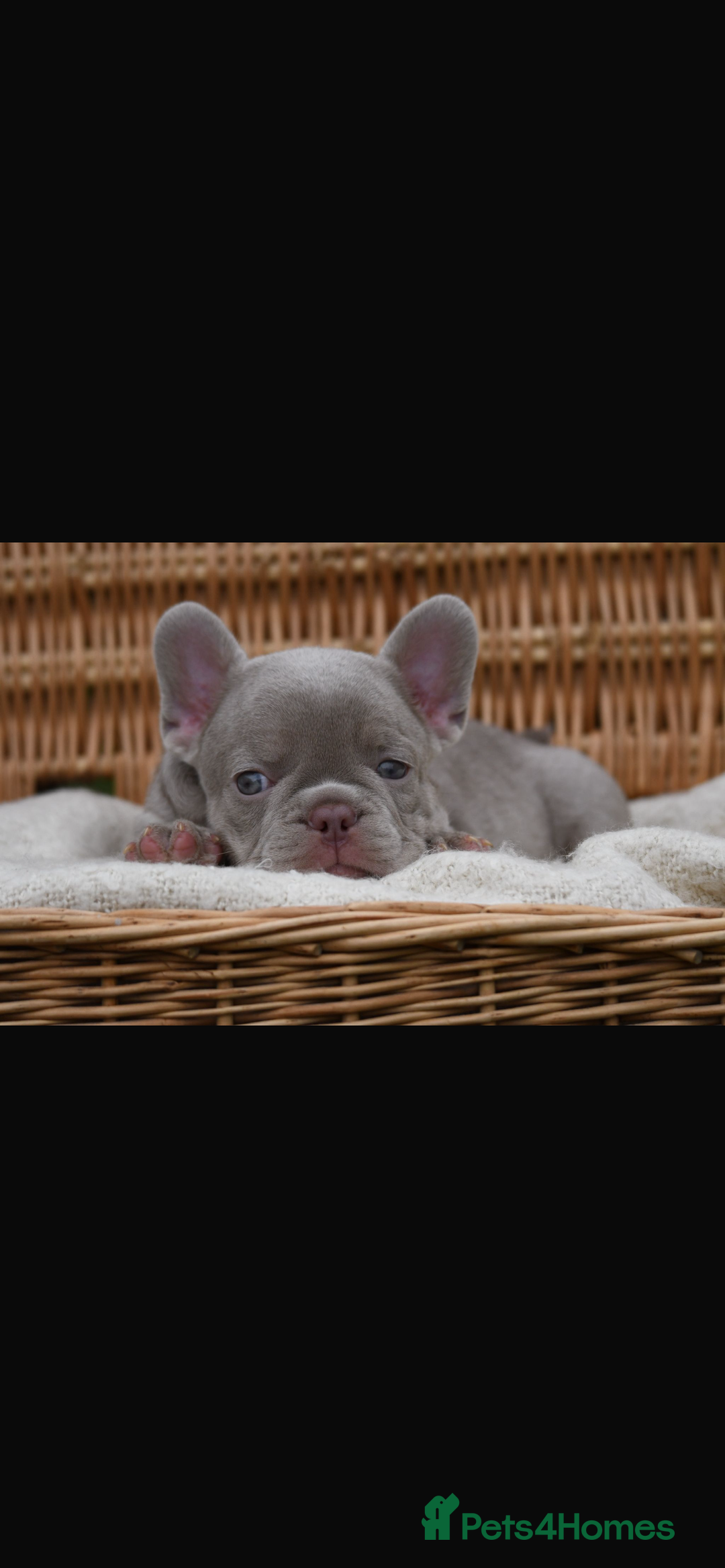 French Bulldog dogs for sale: Beautiful litter of 8 French bulldog puppies - Image 32
