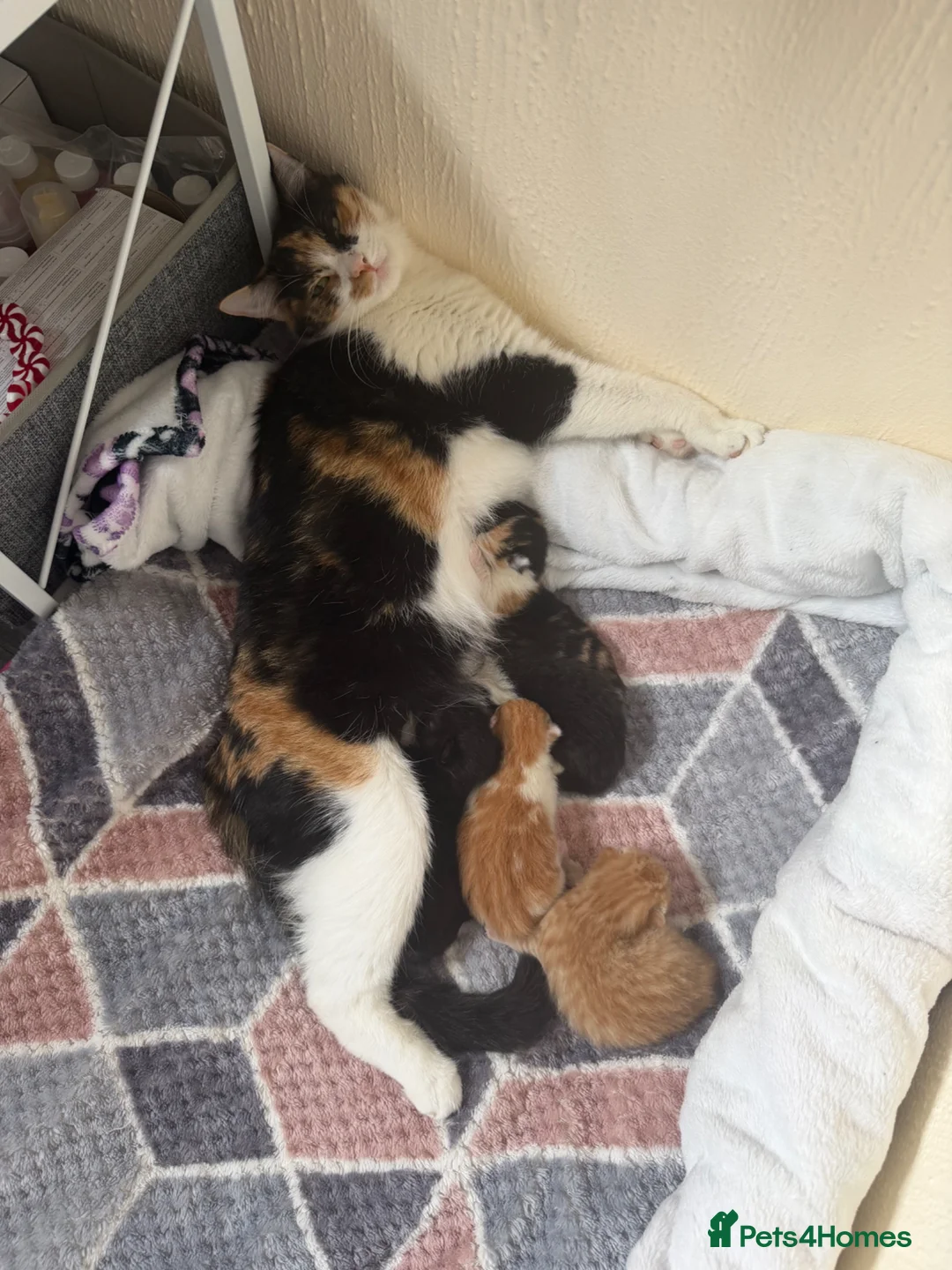 Domestic Shorthair cats for sale: Beautiful Kittens  - Advert 2
