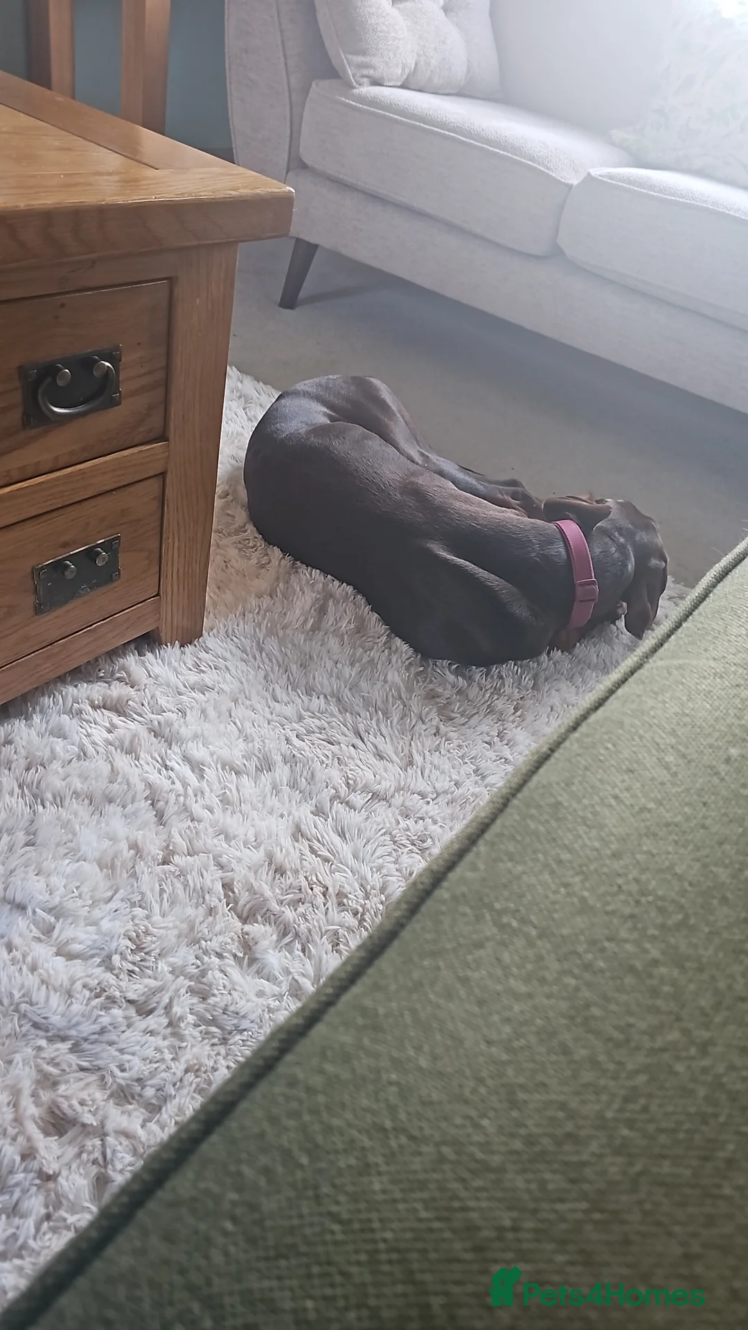 Dobermann dogs for sale: Chocolate doberman female - Advert 2