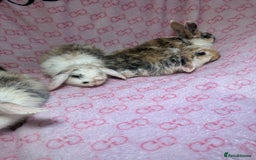 English Lop rabbits for sale: Beautiful rabbits for sale 07840003253  - Image 3