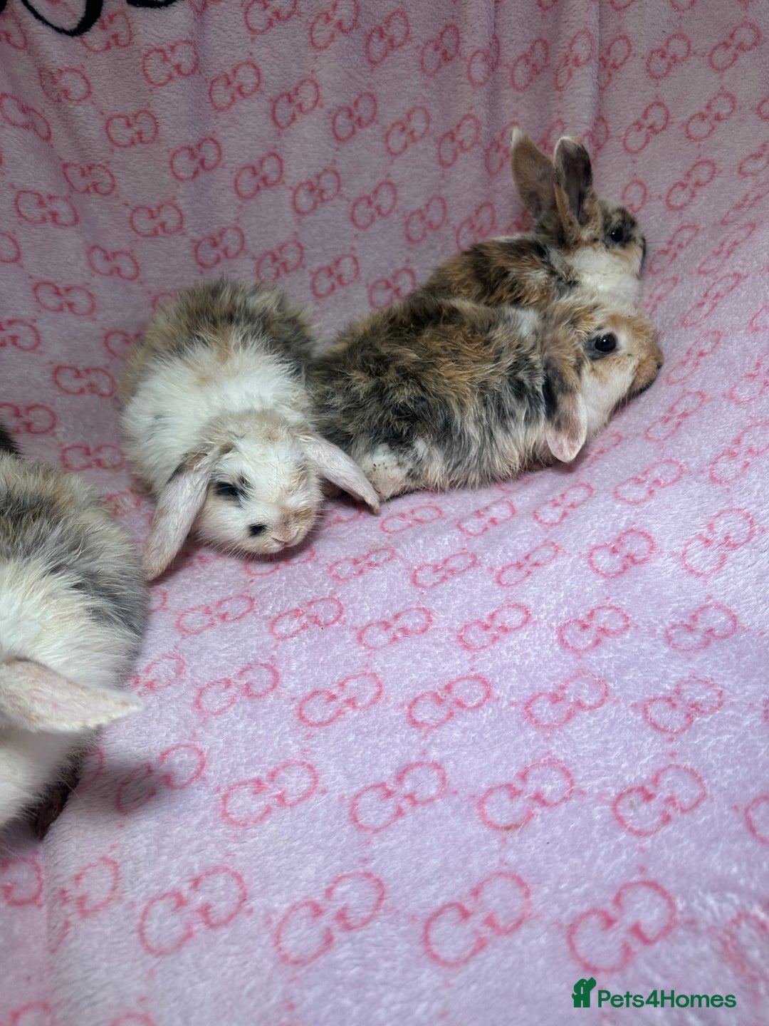 English Lop rabbits for sale: Beautiful rabbits for sale 07840003253  - Image 3