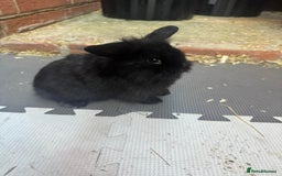 Dwarf Lop rabbits for sale: Dwarf lop kitts  - Image 10