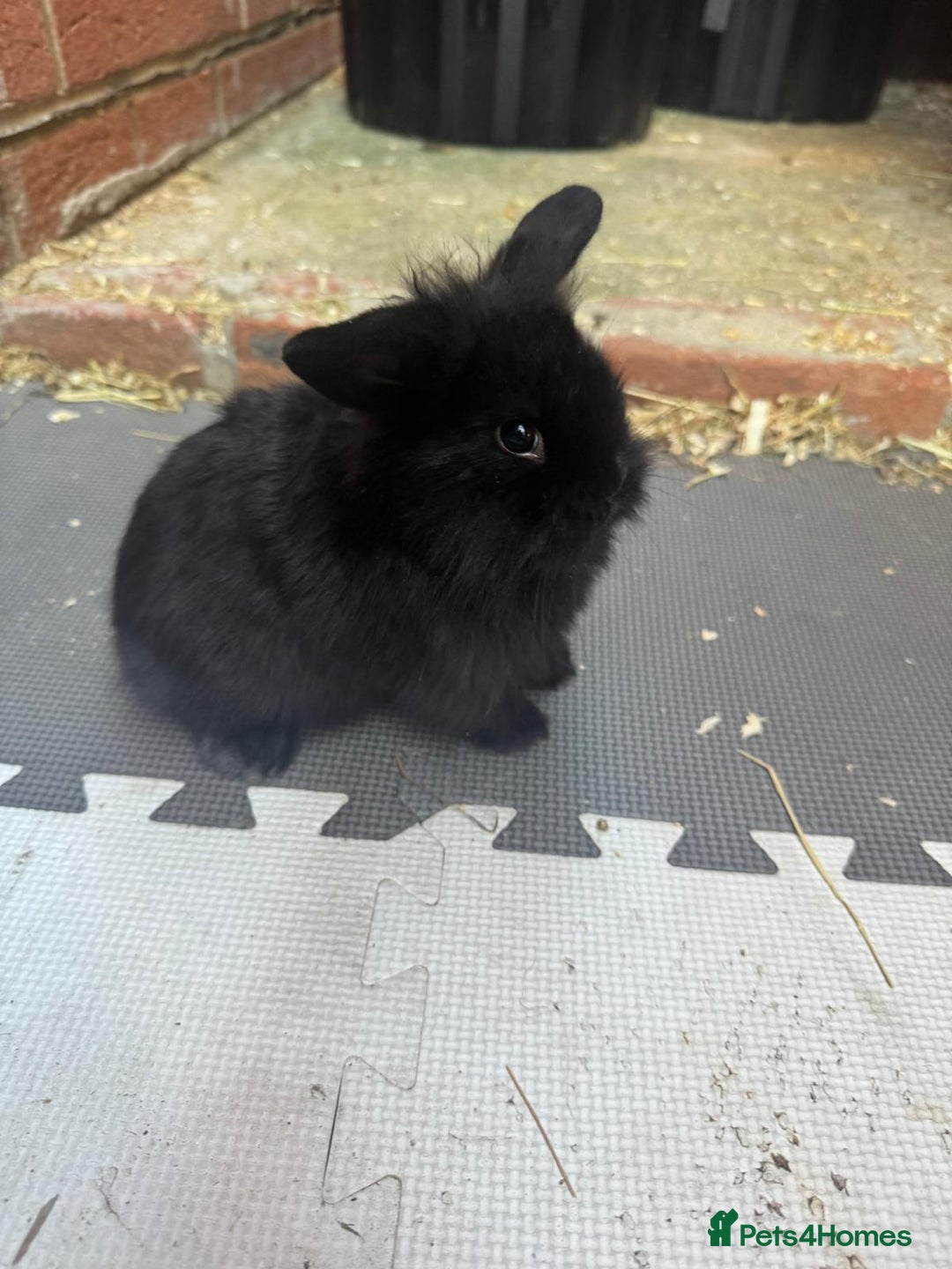 Dwarf Lop rabbits for sale: Dwarf lop kitts  - Image 10