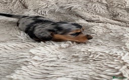 Miniature Dachshund dogs for sale: Long haired mini male dachshunds pups KC reg  - Image 5