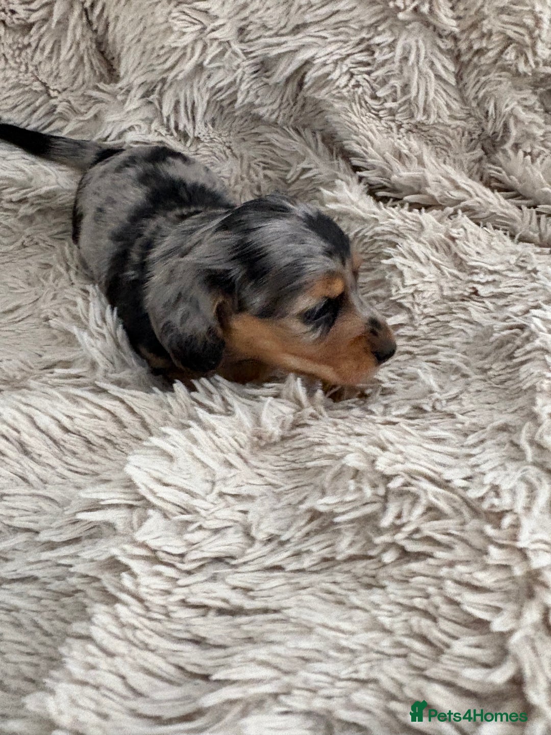 Miniature Dachshund dogs for sale: Long haired mini male dachshunds pups KC reg  - Image 5