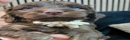 Cockapoo dogs for sale: Stunning cockerpoos in Barnsley - Advert 5