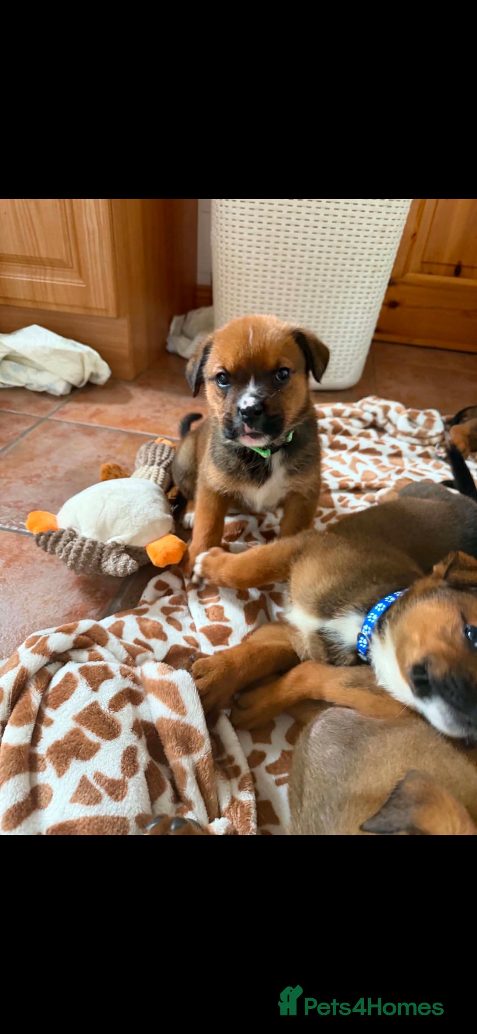 Boxweiler dogs for sale: Boxweiler pups in Omagh - Advert 4
