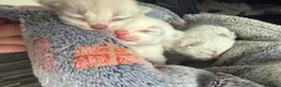 Ragdoll cats for sale: Beautiful pedigree ragdolls  - Advert 6