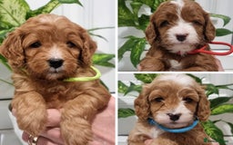 Cavapoo dogs for sale: Stunning F1 Cavapoo puppies, DNA tested parents  - Image 3
