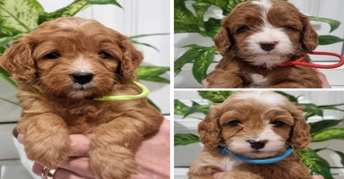 Cavapoo dogs - Advert 11