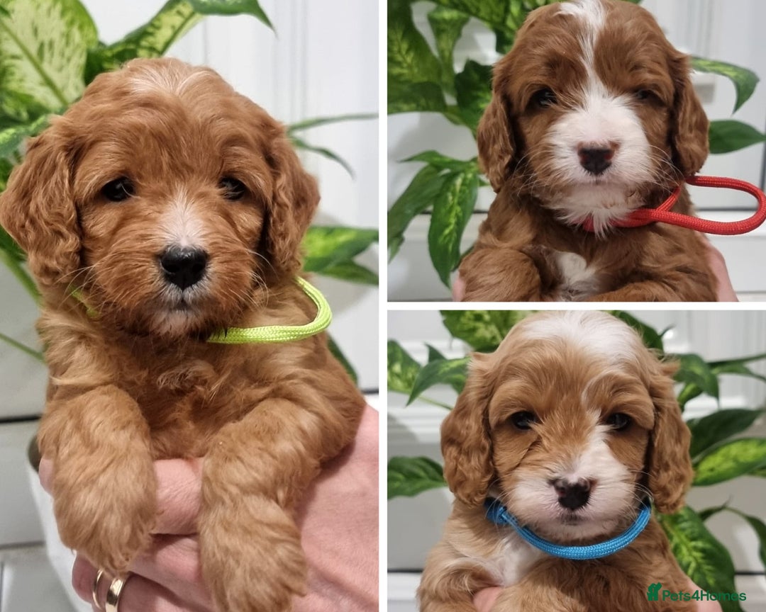 Cavapoo dogs for sale: Stunning F1 Cavapoo puppies, DNA tested parents  - Image 3