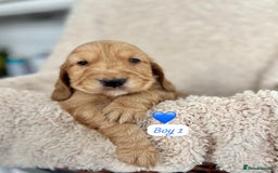 Cocker Spaniel dogs for sale: 🐾 Adorable Cocker Spaniel Puppies for Sale! 🐾  - Image 9