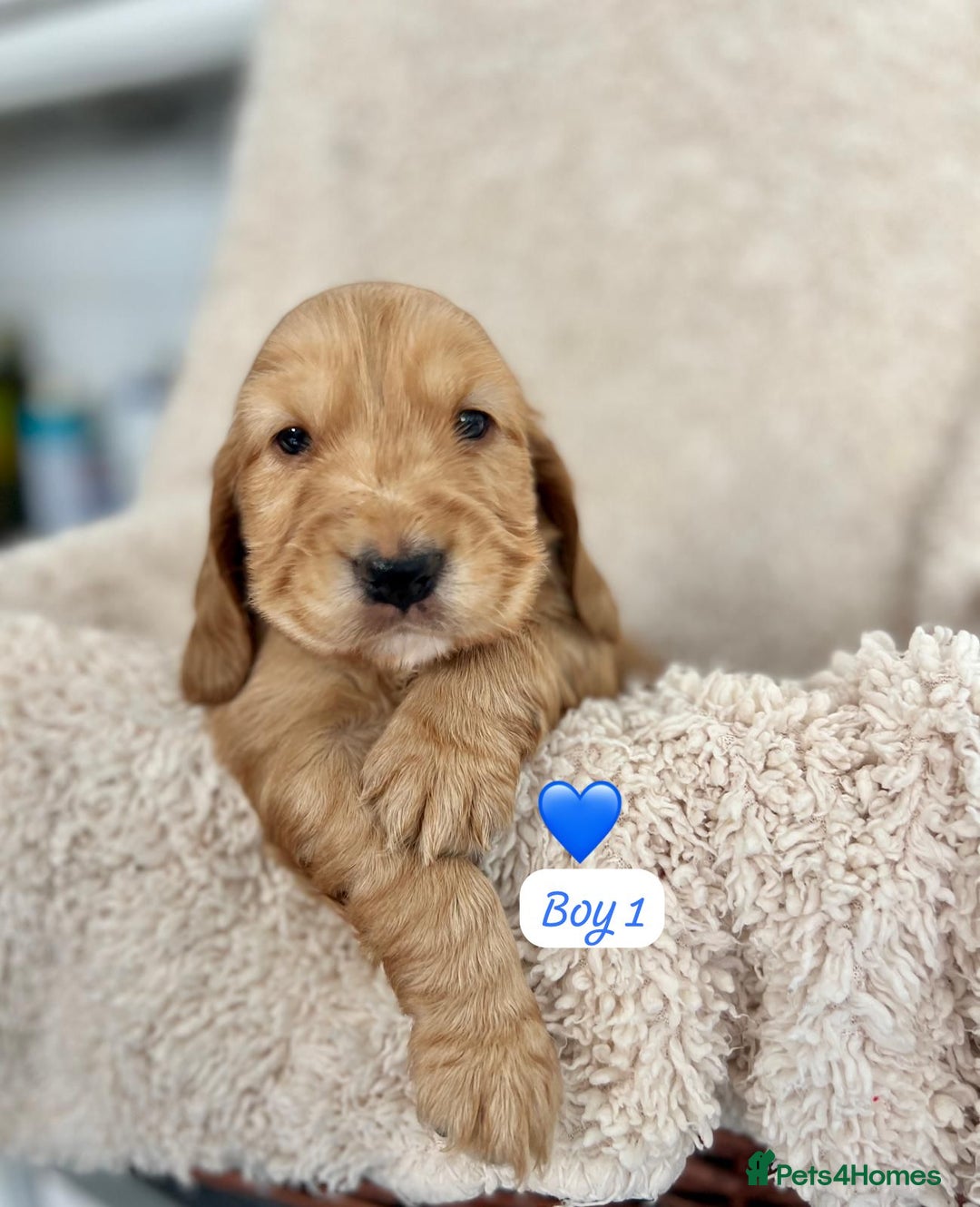 Cocker Spaniel dogs for sale: 🐾 Adorable Cocker Spaniel Puppies for Sale! 🐾  - Image 9