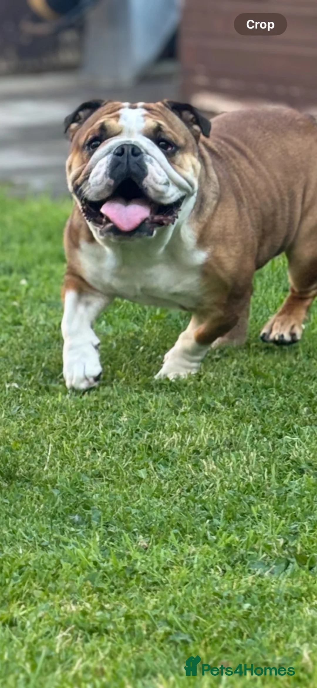 English Bulldog dogs for sale: Female Bulldog Standard  - Advert 3