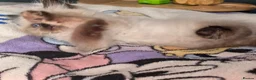Mixed Breed cats for sale: 🐾  Bengdoll Kittens Bengal mum Ragdoll dad - Advert 32