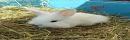 Mixed Breed rabbits for sale: Mini lop x dutch - Advert 5