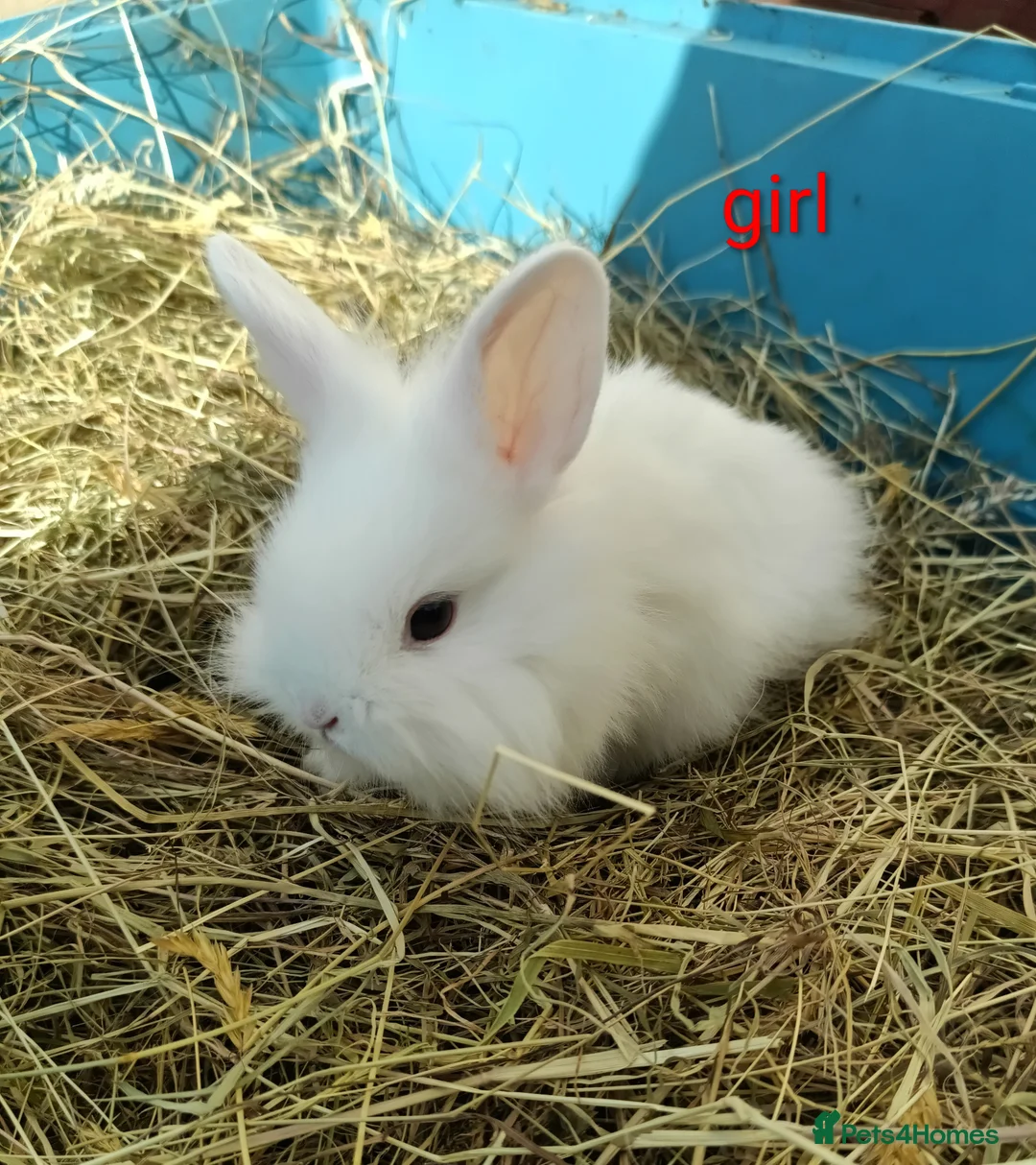 Mixed Breed rabbits for sale: Mini lop x dutch - Advert 5