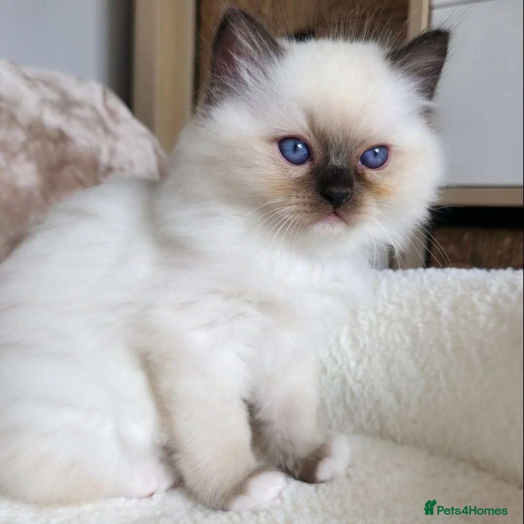 Ragdoll cats for sale: Beautiful Ragdoll Kittens Available - Advert 3