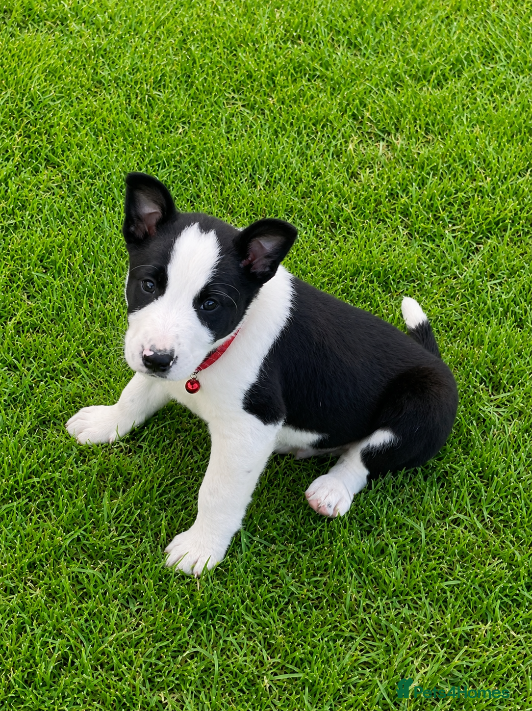 Border Collie Puppy 2