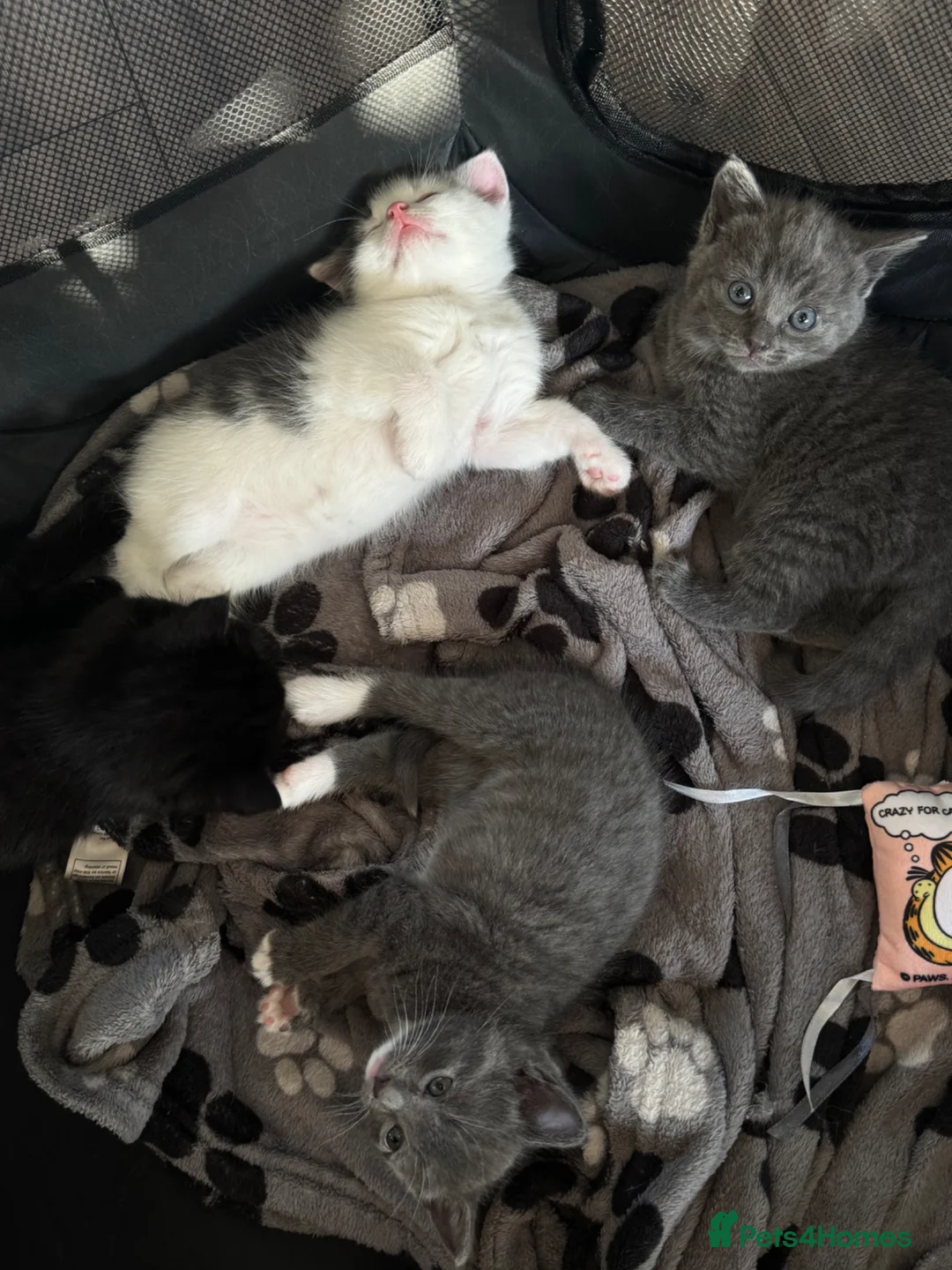 Domestic Shorthair cats for sale: Kittens - Advert 1